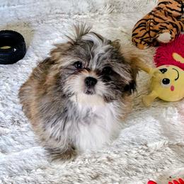 Sage - Brindle male Lhasa Apso puppy in Hillsboro, Oregon from Luv-N-Laughter Lhasa Apsos