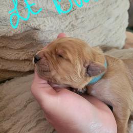 Lt Blue Collar - Golden female Golden Retriever puppy in Brush Prairie, Washington from Paradise Peaks