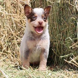 Colt - Red speckled male Australian Cattle Dog puppy in Tucson, Arizona from Socattleranch’s Corgi’s