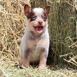 Colt - Red speckled male Australian Cattle Dog puppy in Tucson, Arizona from Socattleranch’s Corgi’s