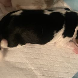Prince Charming - Cavalier King Charles Spaniel puppy from Mia Loves Kingston Cavaliers