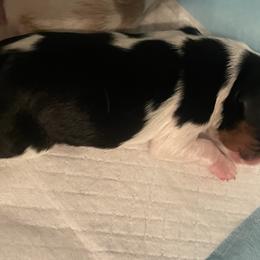 Prince Charming - Cavalier King Charles Spaniel puppy from Mia Loves Kingston Cavaliers