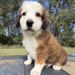 Big Chocolate Boy 2 - Chocolate merle male Bernedoodle puppy in Sioux Falls, South Dakota from WhiskeyCreek Doodles