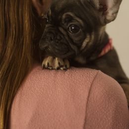Girl 1 - French Bulldog puppy in Viera, Florida from The French Amigos