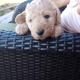 John Adams - Yellow and white male Bernedoodle puppy in Woodland, Georgia from Bethel Doodle Ranch