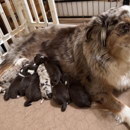 RMF2 - Red merle female Miniature Australian Shepherd puppy in Nacogdoches, Texas from TK Standard, Mini, & Toy Aussies