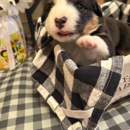 Weston - White and black male Pembroke Welsh Corgi puppy in Atascadero, California from California Corgis and Kunes