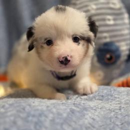 Purple collar - Blue merle female Miniature American Shepherd puppy in Statesboro, Georgia from Azure Miniature American Shepherds