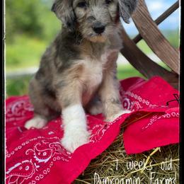 Aussiedoodle and Australian Shepherd Puppies from Dunroamin Farms Australian Shepherds and Aussiedoodles