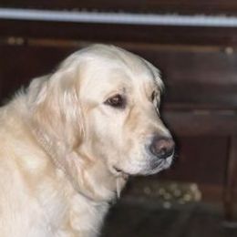 Joy - Golden Retriever