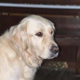 Joy - Golden Retriever