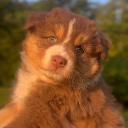 Gale - Red tri-color female Australian Shepherd puppy in Morrow, Ohio from OakHaven Acres Aussies