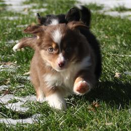 Stratus - Red tri-color male Miniature American Shepherd puppy in Tiskilwa, Illinois from First Harmony Farms
