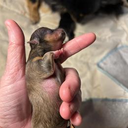 2nd born - Orange sable female Pomeranian puppy in Zavalla, Texas from Precious Puff Poms