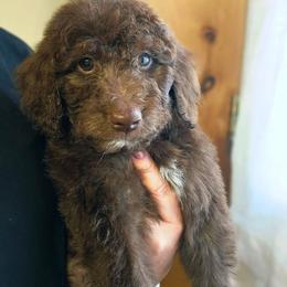 Hank - Brown male Double Doodle puppy in Jeddo, Michigan from Bert's Doodles