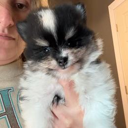 Berry - Black and tan parti male Pomeranian puppy in Success, Missouri from Sweet Success