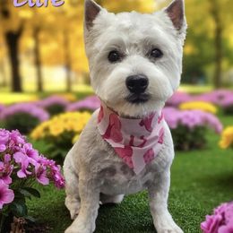 Ellie - West Highland White Terrier