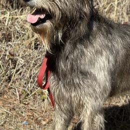 Great Danes and Irish Wolfhounds from Bre’s Bodacious’s Babies