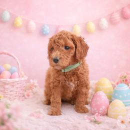 Celine - Red  female Goldendoodle puppy in Covington, Louisiana from MyKy Puppies