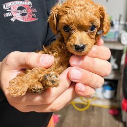 Starlight - Red  female Poodle puppy in Picayune, Mississippi from JEN's Poodles