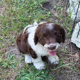 Girl 1 - Liver and white female Springerdoodle puppy in Reddick, Florida from Cooper’s Mini Doodles