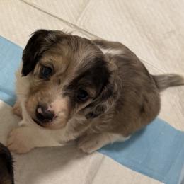 Girl 2 - female Dachshund puppy in Linwood, North Carolina from Queen of Weens Mini Dachshunds