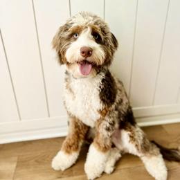 Bernedoodle puppies from Natural Doodle Life