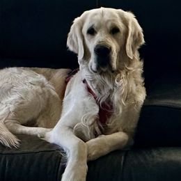 Aspen - Golden Retriever