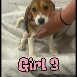 Girl 3 - White black and tan female Beagle puppy in Hollister, California from 831 Beagles