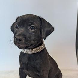 Nipsey Daiser - male Patterdale Terrier puppy in Yucaipa, California from Moormont Kennels