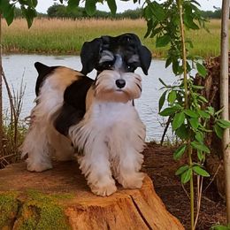 Sweet Pups Bubblegum - Parti male Miniature Schnauzer puppy in North Zulch, Texas from Sweet Pup Schnauzers