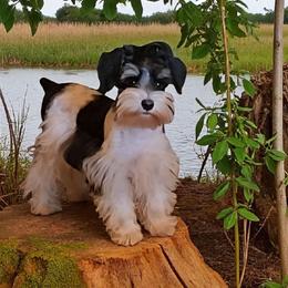 Sweet Pups Bubblegum - Parti male Miniature Schnauzer puppy in North Zulch, Texas from Sweet Pup Schnauzers