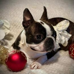 Vogue - Boston Terrier