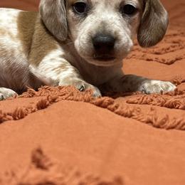 Little Bailey - Piebald male Dachshund puppy in Brevard, North Carolina from Morgan’s Dachshund’s & Aussies