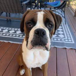 Cooper - Boxer