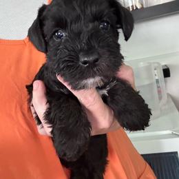 Petey - Black male Miniature Schnauzer puppy in Mountain Home, Idaho from Kissack Kennels