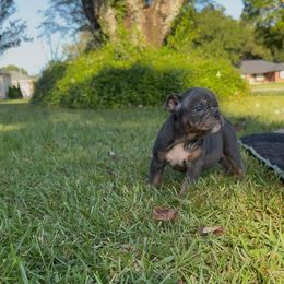 Dutchess Amelia - Blue tri-color female Bulldog puppy in Pace, Florida from Royal Fade Bulldogs