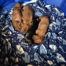 Dachshund Puppies from Bosley's Dachshunds