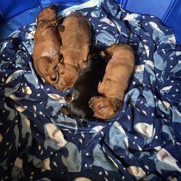 Dachshund Puppies from Bosley's Dachshunds