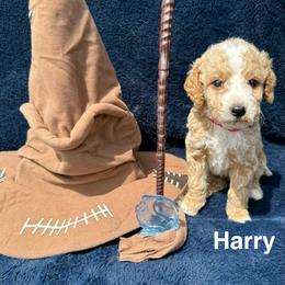 Harry - Apricot male Goldendoodle puppy in Conroe, Texas from Tails of Cypress