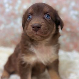 Cheer Bear - Pink Collar - Red & white female Australian Shepherd puppy in San Marcos, California from Faith Family Freedom Farm