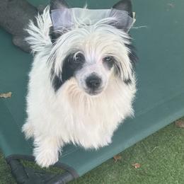 Chinese Crested Puppies from BryMar Chinese Cresteds