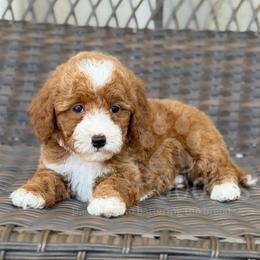 Sundae - Red  female Poodle puppy in Belleville, New Jersey from TK Poodles