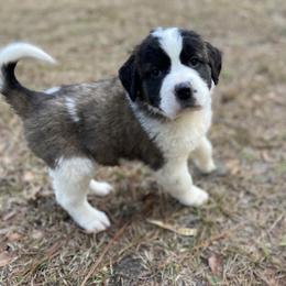 Dark pink female - Red and white female Saint Bernard puppy in Albany, Georgia from Magnolia Saint Bernards