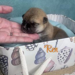 Ren - Red male Shiba Inu puppy in Inverness, Florida from Shore Thing Shiba’s