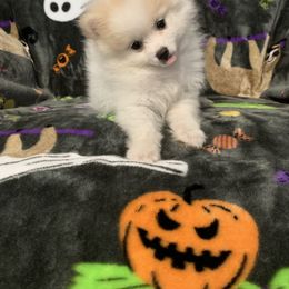 Pomeranian Puppies from Lovely Poms - Houston Pomeranians