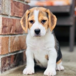 Wanda - Black tan and white female Beagle puppy in Mansfield, Missouri from Rippee Creek Kennel