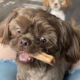 Blakely - Shih Tzu
