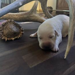 Purple collar - Yellow female Labrador Retriever puppy in Nampa, Idaho from Gem State English Labrador Retrievers