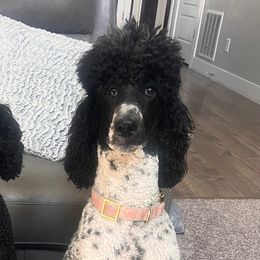 Skye - Poodle